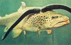 Nobody likes a parasite.