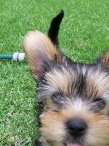 Poppy, camera pouncer -- only a few weeks old