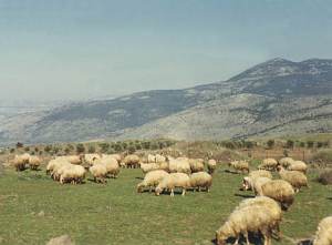 sheep in Israel